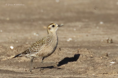 American Golden-Plover