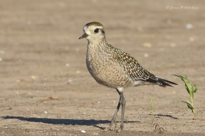 American Golden-Plover_56A9305.jpg