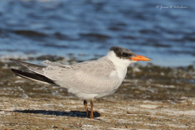 Caspian Tern