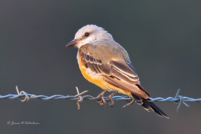 Scissor-tailed Flycatcher