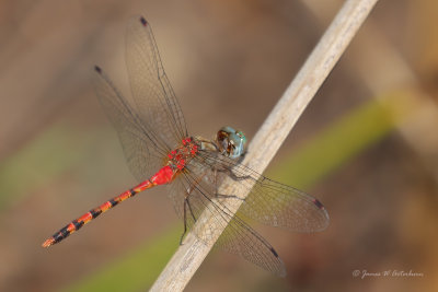 Blue-faced Meadowhawk