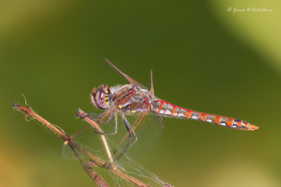 Variegated Meadowhawk