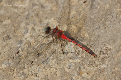 Blue-faced Meadowhawk