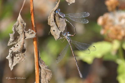 Southern Spreadwing