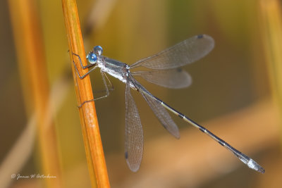 Southern Spreadwing