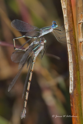 Southern Spreadwing