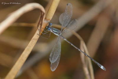 Southern Spreadwing