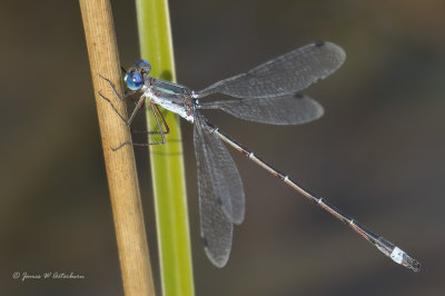 Southern Spreadwing