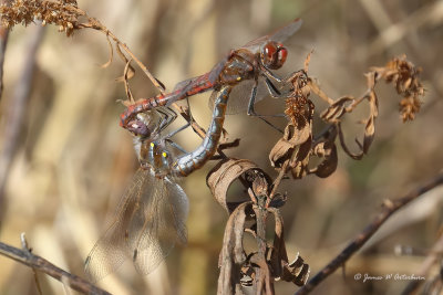 Variegated Meadowhawk