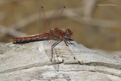 Variegated Meadowhawk