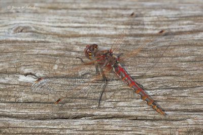 Variegated Meadowhawk