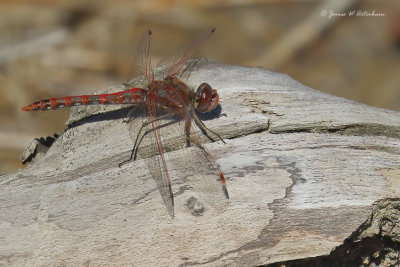 Variegated Meadowhawk