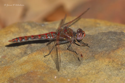 Variegated Meadowhawk