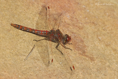 Variegated Meadowhawk