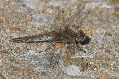 Variegated Meadowhawk