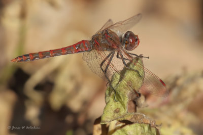 Variegated Meadowhawk