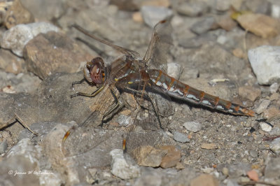 Variegated Meadowhawk