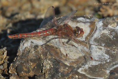 Variegated Meadowhawk