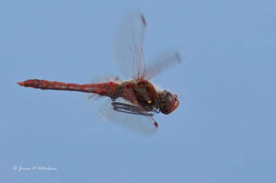 Variegated Meadowhawk