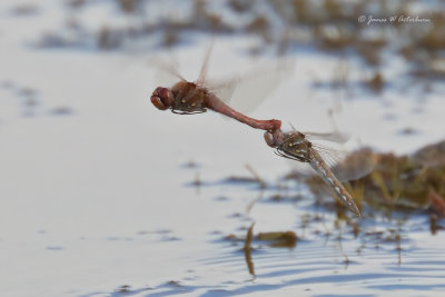 Variegated Meadowhawk
