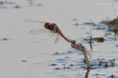Variegated Meadowhawk
