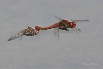 Variegated Meadowhawk