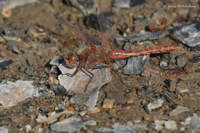 Variegated Meadowhawk