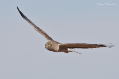 Northern Harrier