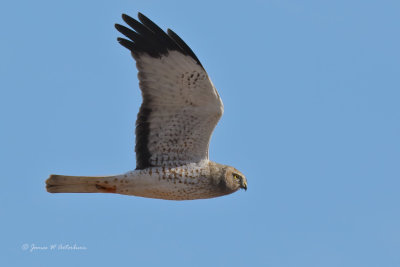 Northern Harrier