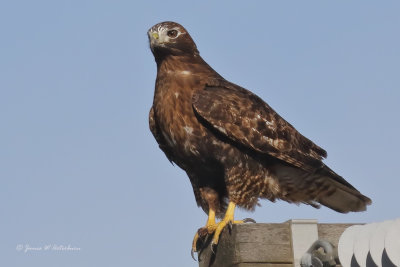 Red-tailed Hawk