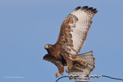 Red-tailed Hawk