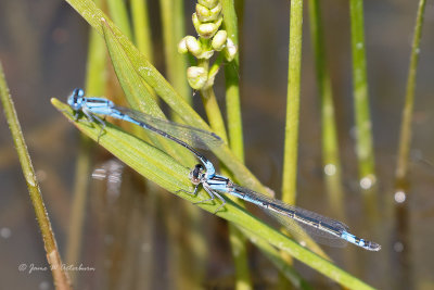 Azure Bluet