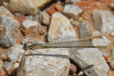 Azure Bluet