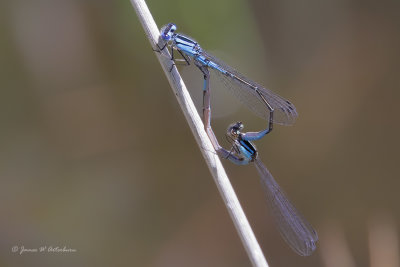 Azure Bluet