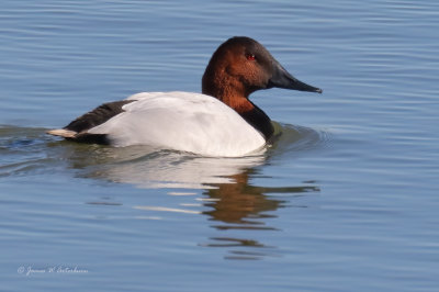 Canvasback