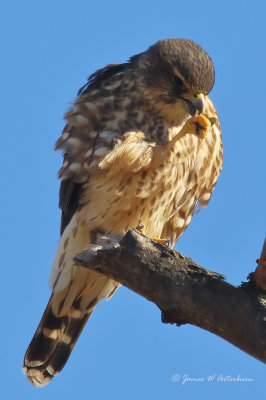 Merlin