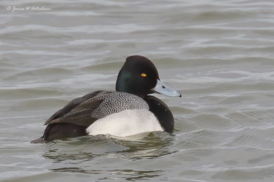 Lesser Scaup