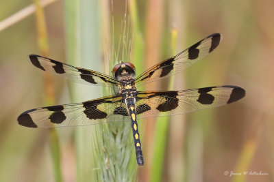 Banded Pennant