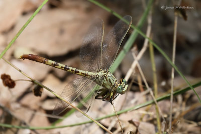 Jade Clubtail