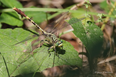Jade Clubtail