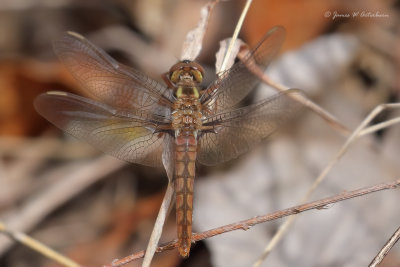 Blue Corporal