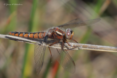 Blue Corporal