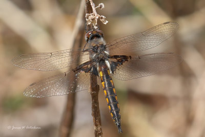 Mantled Baskettail