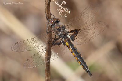 Mantled Baskettail
