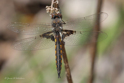 Mantled Baskettail
