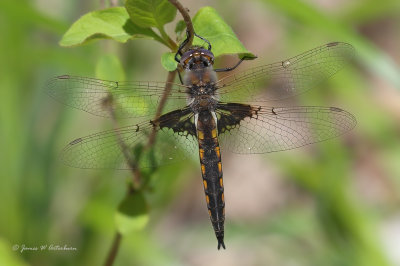 Mantled Baskettail