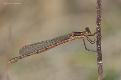 Southern Spreadwing