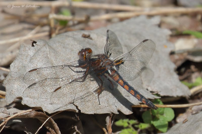 Blue Corporal