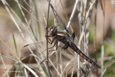 Blue Corporal