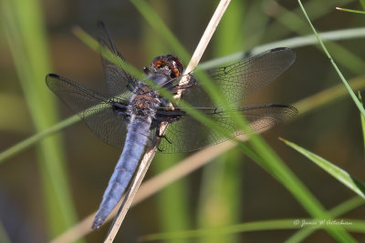 Blue Corporal